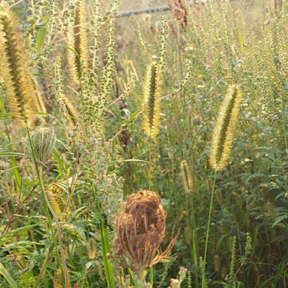 🌟SEE NEW LISTING🌟HP!🌾Limited Edition☆Dansko Honey Clogs☆Floral Embossed☆EU39- - Picture 2 of 16